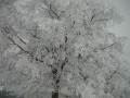 20031231 Silvaeschter 126
